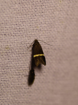 IMG_0303-2 Bandpalpmot (Syncopacma larseniella).jpg