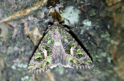 IMG_0540-2 Meldevlinder (Trachea atriplicis).jpg