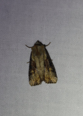 IMG_0911-2 Moerasgrasuil (Lateroligia ophiogramma).jpg