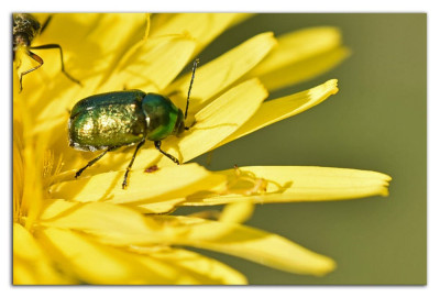 Cryptocephalus aureolus 230706-03 kopie.jpg