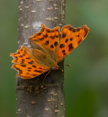 ADH_1643  Vlinders in Nederland   Butterflying Around the World.jpg