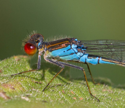 ADH_1341-2  Odonata Libellen & Juffers.jpg