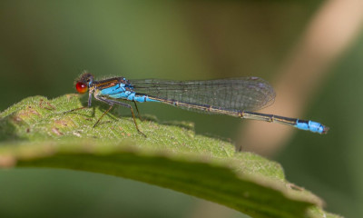 ADH_1341  Odonata  Libellen & Juffers   NVL Libellenstudie.jpg