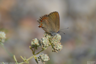 Spaanse eikenpage - Satyrium esculi - Llimiana - Spanje