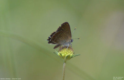 Spaanse eikenpage - Satyrium esculi -	Les Avellanes i Santa Linya - Spanje
