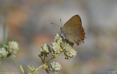 Spaanse eikenpage - Satyrium esculi - Llimiana - Spanje