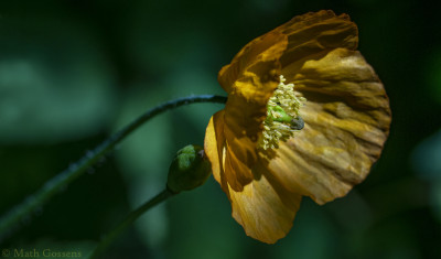 Schijnpapaver   Onderste Caumer Heerlen   mei 2020