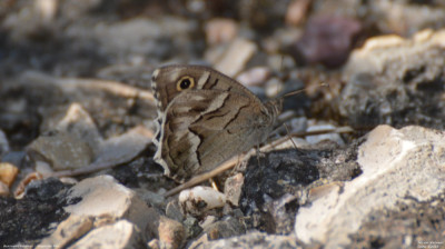 Gestreepte heivlinder - Hipparchia fidia - Llimiana - Spanje