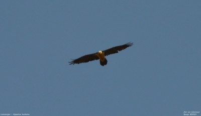 Lammergier - Gypaetus barbatus - Tremp - Spanje