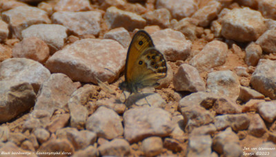 Bleek hooibeestje - Coenonympha dorus - Ager - Spanje