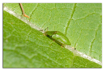 Groene distelschildpadtor 230602-02 kopie.jpg