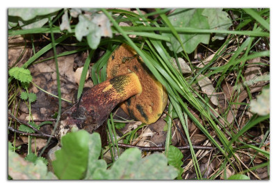 Netstelige heksenboleet 230706-2 kopie.jpg