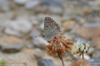 Iberisch vals bruin blauwtje - Aricia montensis - Lladorre - Spanje
