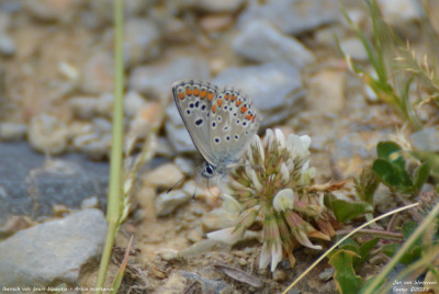 Iberisch vals bruin blauwtje - Aricia montensis - Lladorre - Spanje