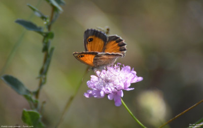 Zuidelijk oranje zandoogje - Pyronia cecilia - Llimiana - Spanje