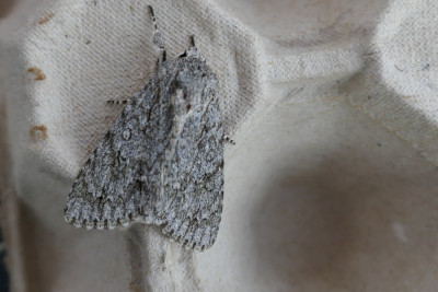 Bont schaapje, aangepaste grootte, IMG_1082.jpg