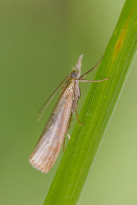 ADH_2559  Mothing.jpg