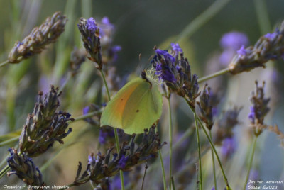 Cleopatra - Gonepteryx cleopatra - Vilanova de Meià - Spanje