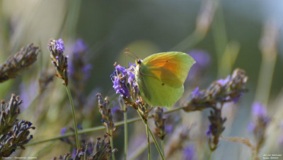 Cleopatra - Gonepteryx cleopatra - Vilanova de Meià - Spanje