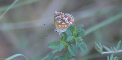 Moors bruin blauwtje - Aricia cramera - Llimiana - Spanje