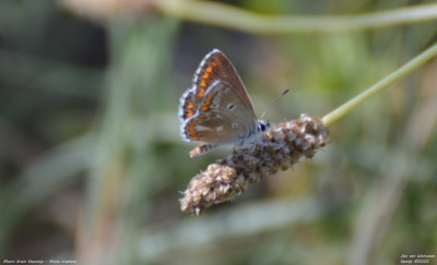 Moors bruin blauwtje - Aricia cramera - Llimiana - Spanje