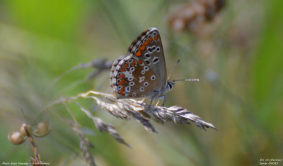 Moors bruin blauwtje - Aricia cramera - Llimiana - Spanje