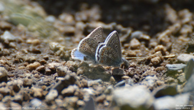 Vlaggewikkeblauwtje - Polyommatus eros - La Torre de Cabdella - Spanje