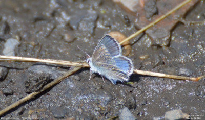 Vlaggewikkeblauwtje - Polyommatus eros - La Torre de Cabdella - Spanje