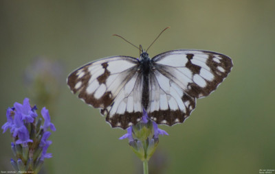 Spaans dambordje - Melanargia lachesis - Vilanova de Meià - Spanje