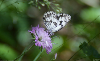 Spaans dambordje - Melanargia lachesis - Alins - Spanje