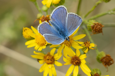 Icarus blauwtje