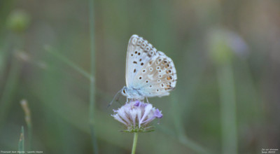 Provençaals bleek blauwtje - Lysandra hispana - Llimiana - Spanje