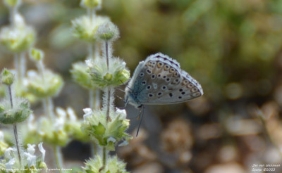 Provençaals bleek blauwtje - Lysandra hispana- Vilanova de Meià - Spanje