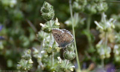 Provençaals bleek blauwtje - Lysandra hispana - Vilanova de Meià - Spanje