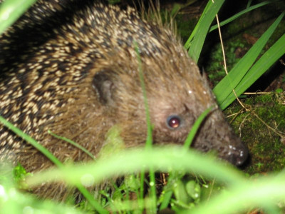 86182228_4 Egel.jpg
