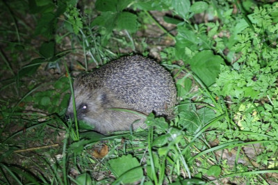 146258976_1 Egel.jpg