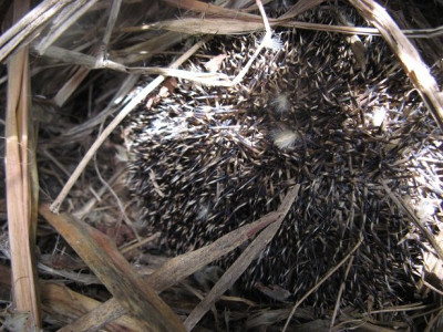 125706234_2 Egel.jpg
