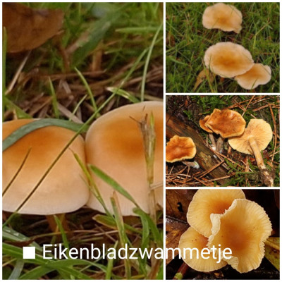 1690914045739.jpg