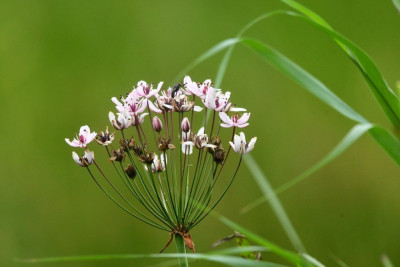 Zwanenbloem
