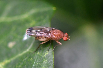 Suillia variegata