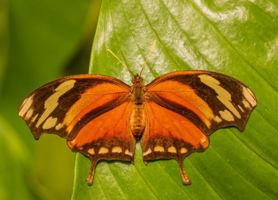 ADH_4403 Butterflying Around the World.jpg