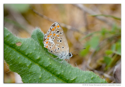 Bruin blauwtje 230816-02 kopie.jpg