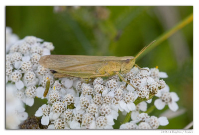 Gouden sprinkhaan 230814-03 kopie.jpg