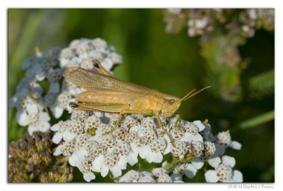 Gouden sprinkhaan 230814-02 kopie.jpg