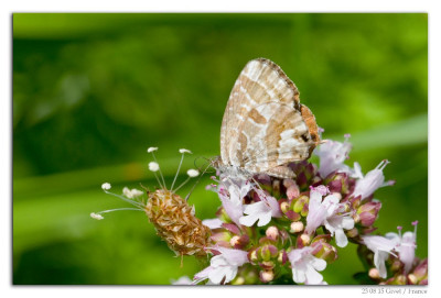 Geraniumblauwtje 230815-05 kopie.jpg