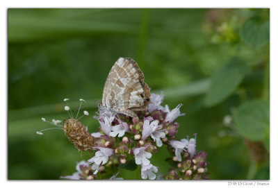 Geraniumblauwtje 230815-04 kopie.jpg