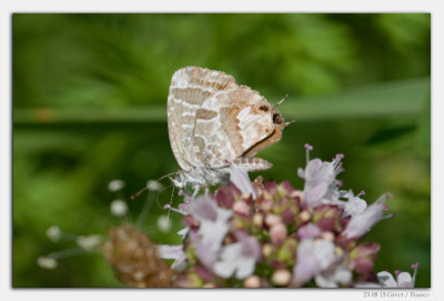 Geraniumblauwtje 230815-02 kopie.jpg
