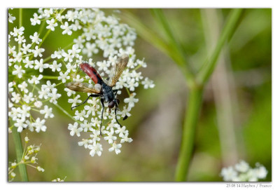 Cylindromyia bicolor 230814-02 kopie.jpg