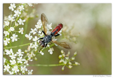 Cylindromyia bicolor 230814-06 kopie.jpg