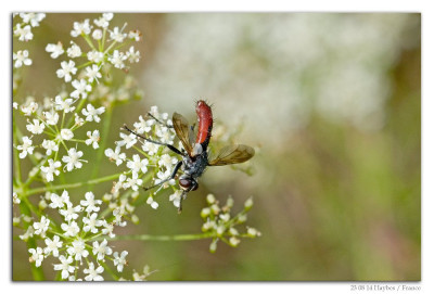 Cylindromyia bicolor 230814-05 kopie.jpg